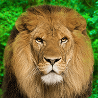 动物王国-动物王国v1.0.15安卓版APP下载