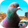 城市鸽子模拟器-城市鸽子模拟器v10安卓版APP下载