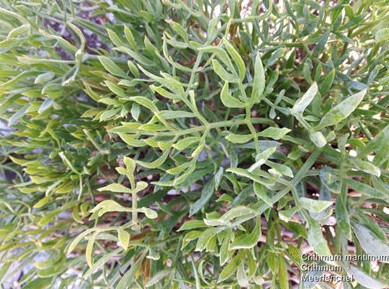 Flora Screensaver(植物屏保) v1.2截图 Flora Screensaver(植物屏保) v1.2-Flora Screensaver(植物屏保) v1.2免费下载