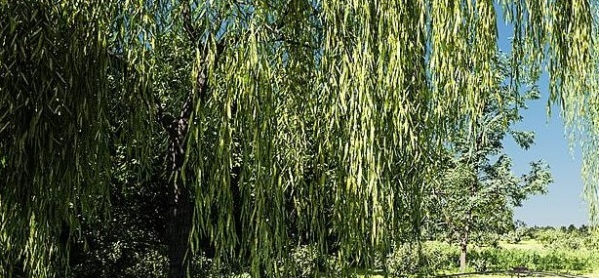 Botaniq Tree And Grass Library v6.6.2截图 Botaniq Tree And Grass Library v6.6.2-Botaniq Tree And Grass Library v6.6.2免费下载