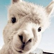 python桌面宠物 v2.3