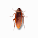 Cockroach on Desktop v1.6