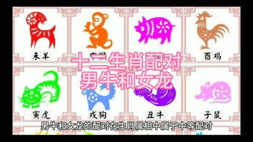 生肖配对查询 男女