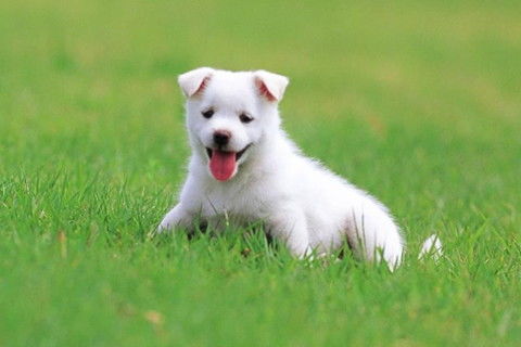 82年狗40岁后十年大运运程