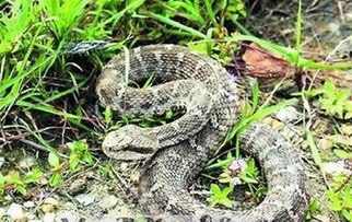 周公解梦大全查询梦见蛇