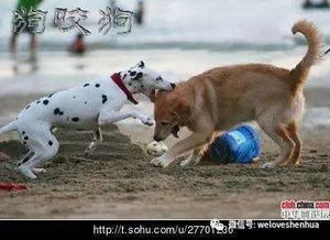 梦见狗的七大预兆