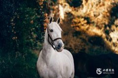 1990年属马的姻缘