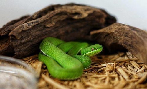 属蛇人最大靠山是谁