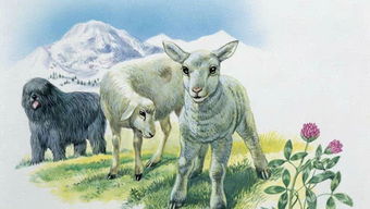 1991属羊一生三大劫难