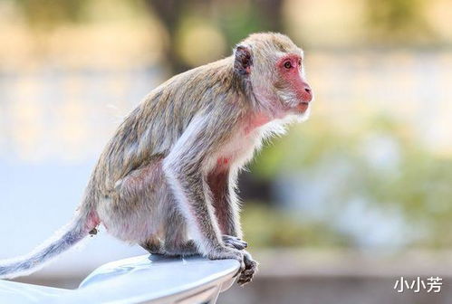 1992年是苦命猴还是富猴