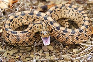 男人梦见蛇是什么预兆