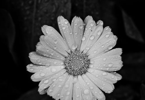 一半天使一半恶魔的星座