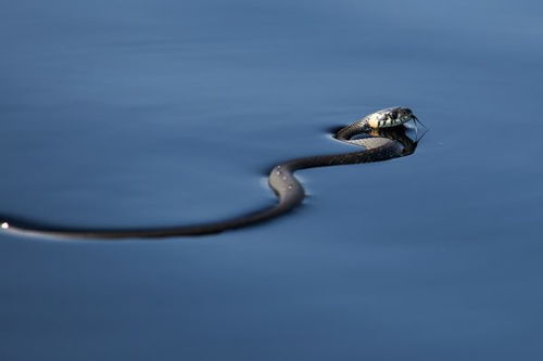 2020年属蛇人的全年运势