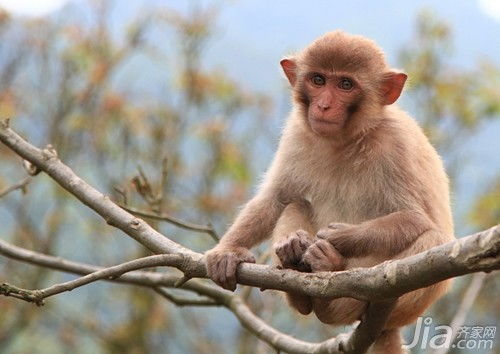 1992年属猴的最佳配偶