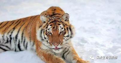 2024属虎要小心一个人