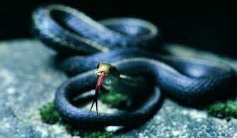 梦见蛇的七大预兆