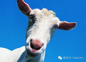 2024属羊要小心一个人