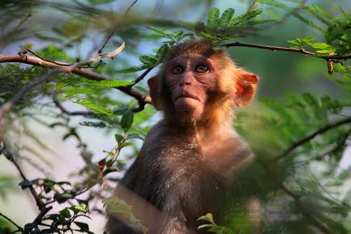 几月猴子命最好
