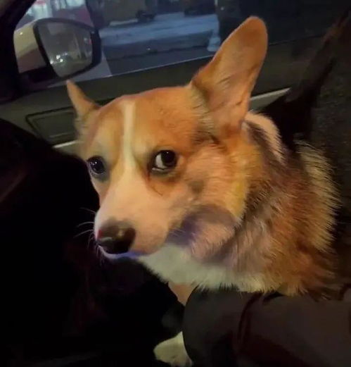 2024年冲哪一年的狗