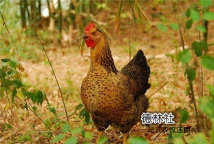 属鸡最忌讳的两个属相