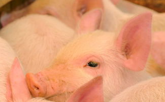 2023年属猪要出大事