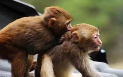 属猴的和什么属相最配