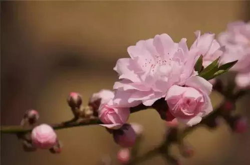 测试你近期的桃花运