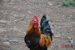 93年属鸡的最佳婚配表