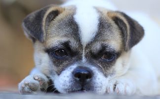 梦见狗是什么预兆