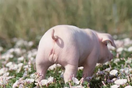 1983年属猪的是什么命