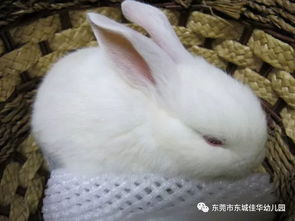 兔宝宝取名字大全