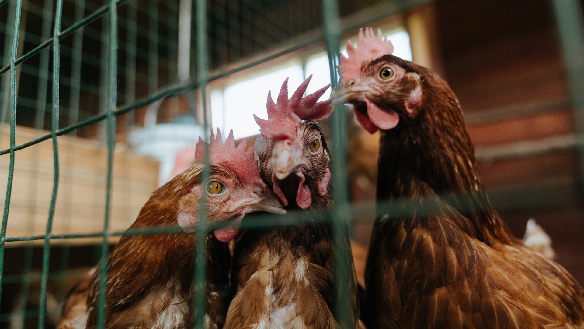 高速公路免费通行时段如何计算