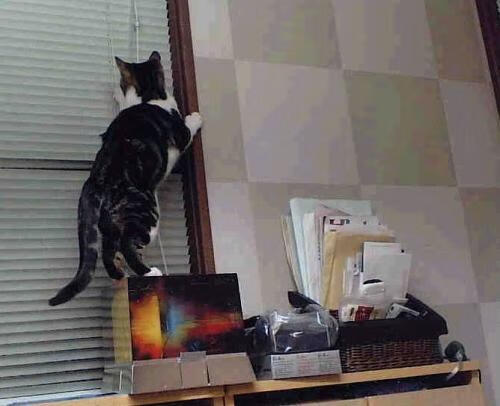 "幼儿教师资格证必备条件与成长路径"