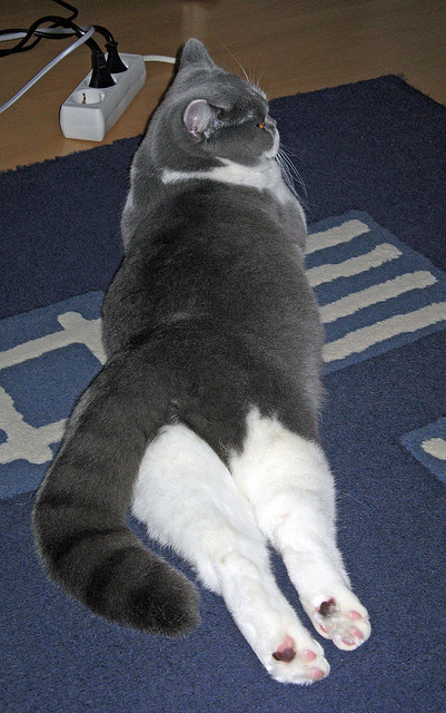 利润分配属于哪个会计科目