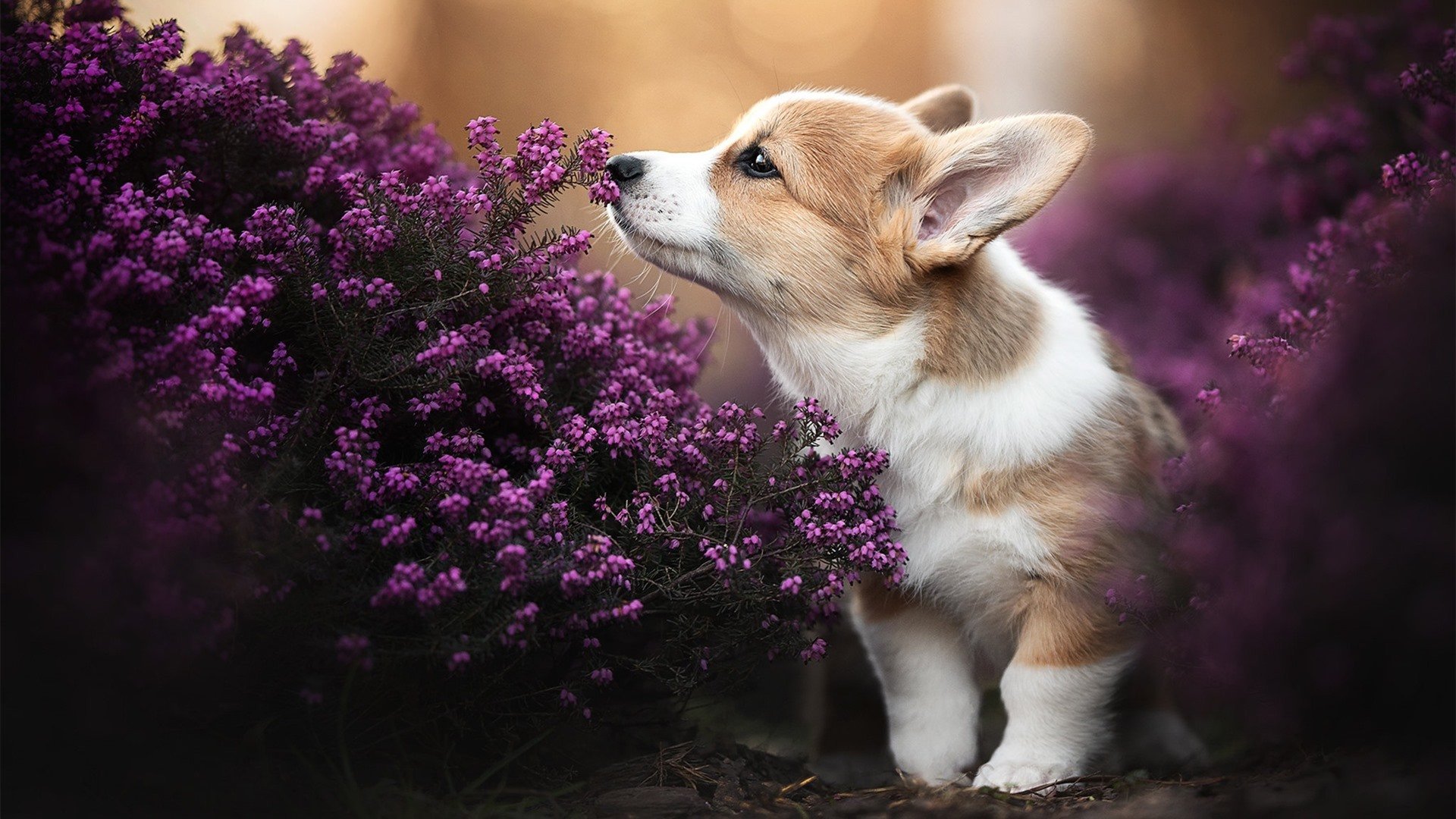 "秋季养生问候短信"