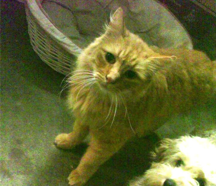 清蒸全鸡的制作方法