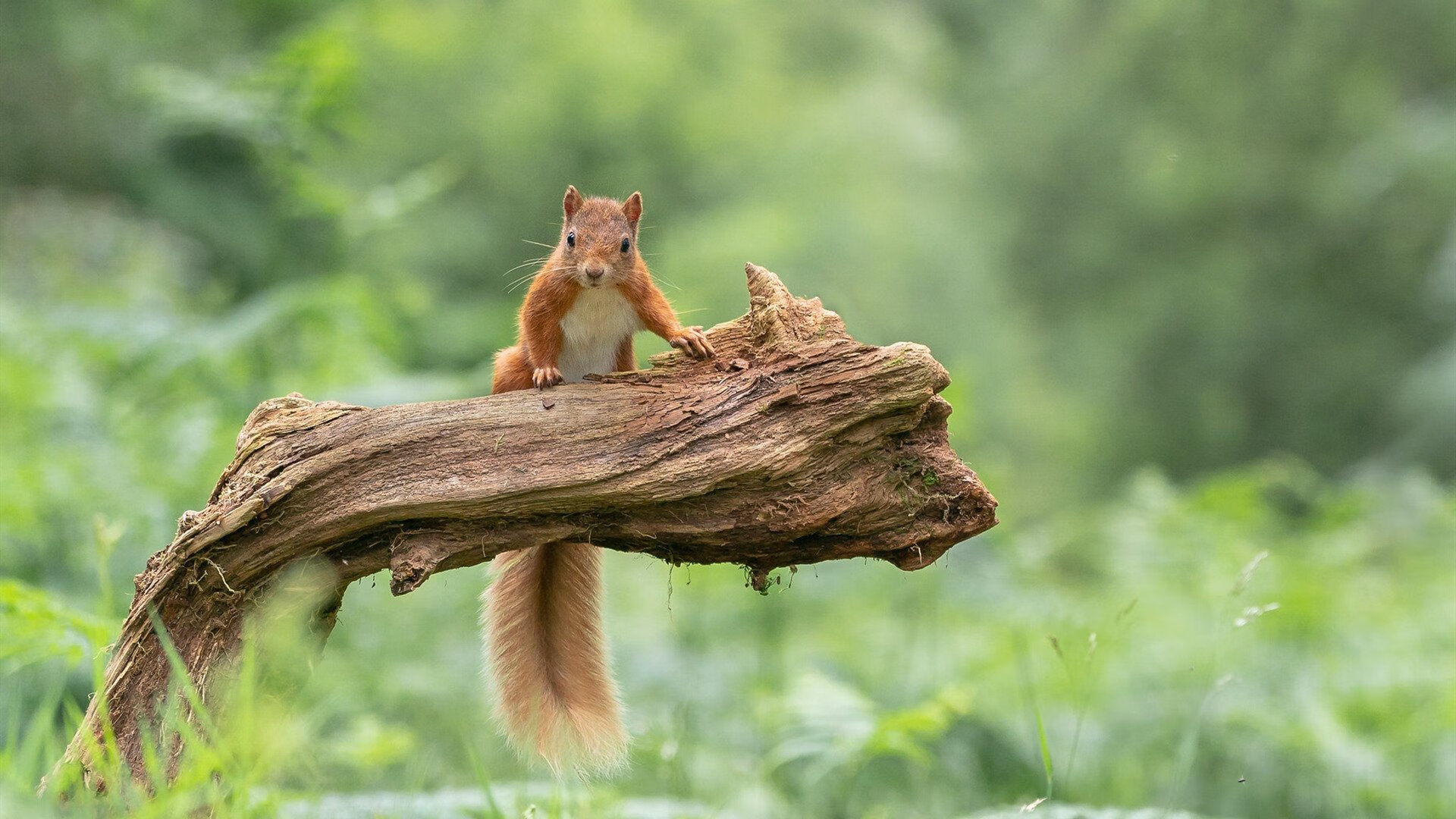 中医脉学创始人是谁