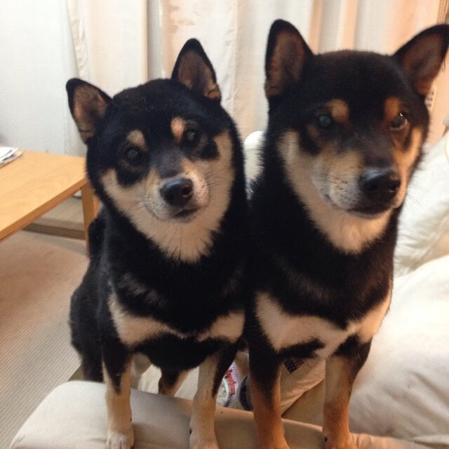 “info”的含义是什么