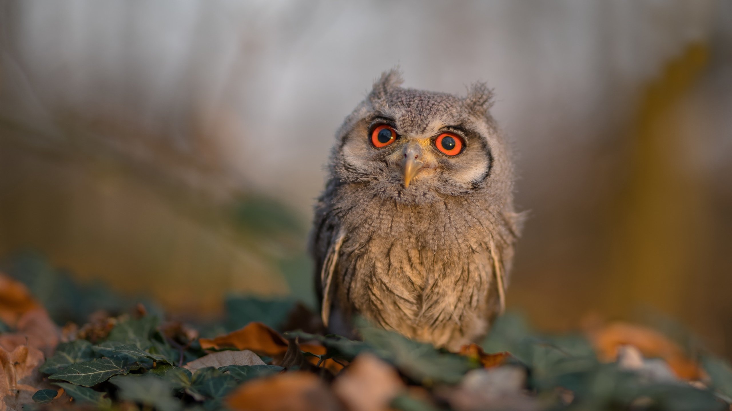 博越PRO后视镜加热开关位置在哪