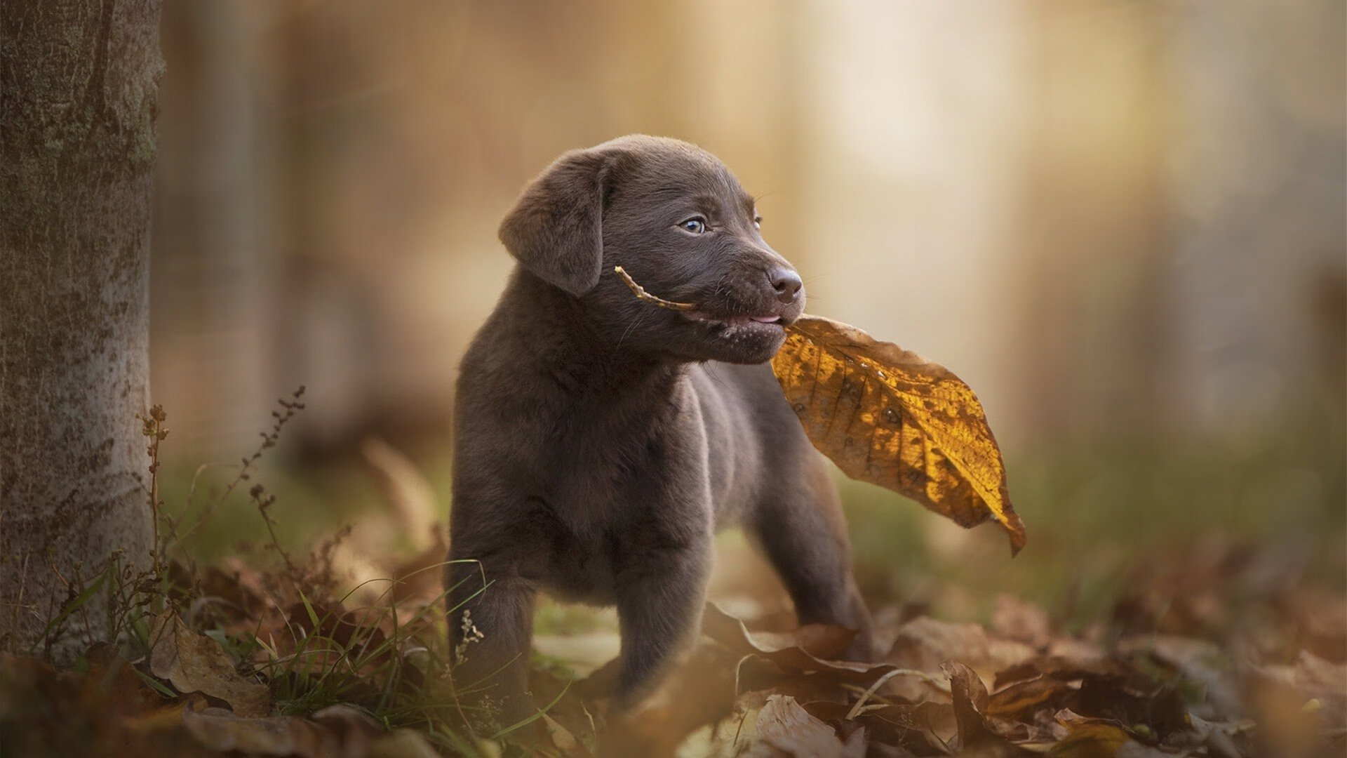 黑珍珠的烹饪方法