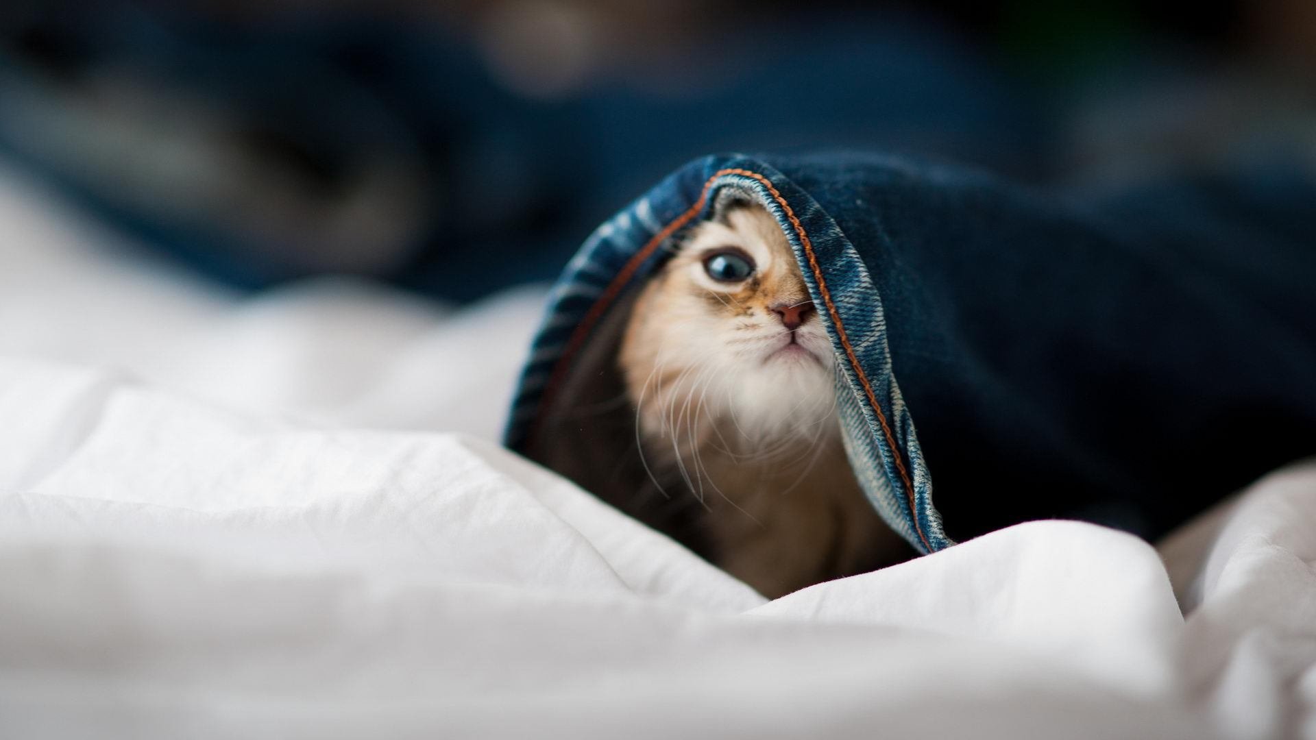 如何查看已连接的WiFi密码