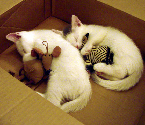 "wear"的同音词有哪些