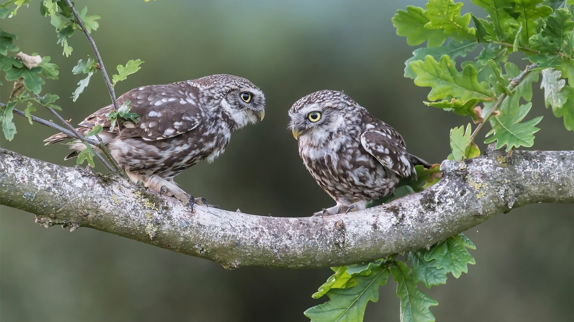 阚清子与纪凌尘的相识过程