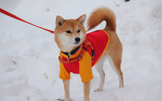《火影忍者》初代火影身份揭秘